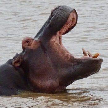 Een gapen nijlpaard in St Lucia, Zuid-Afrika